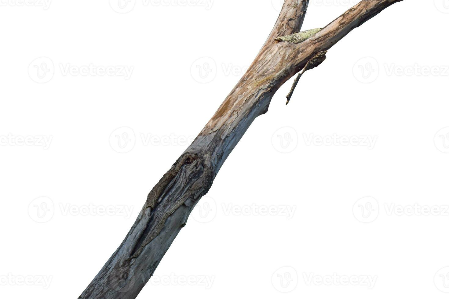 Dry tree branch isolated on white background. Object with clipping path. photo