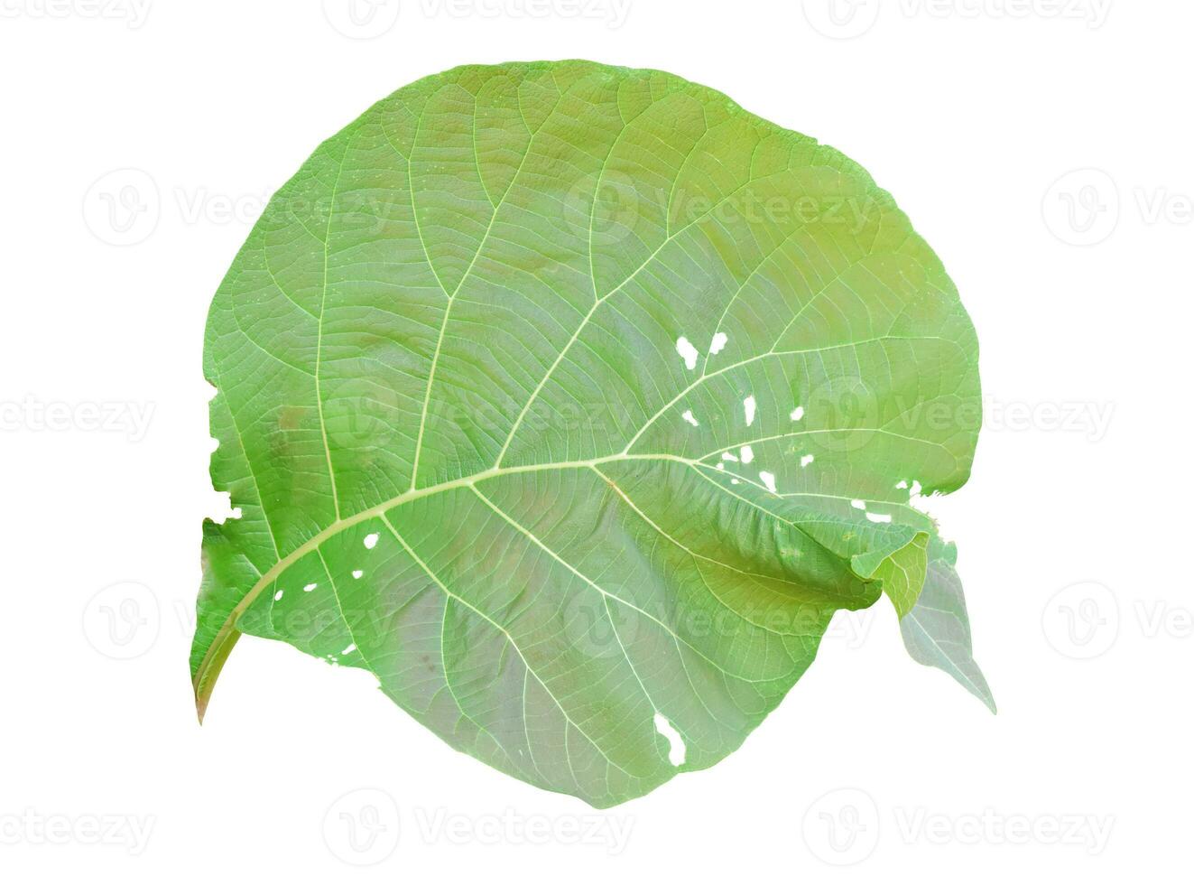 Green teak leaf Isolated on white background. Object with clipping path. photo