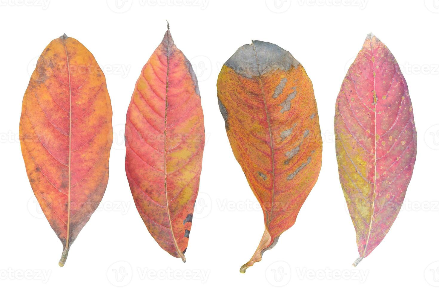 Collection of natural dry leaf isolated on white background. Object with clipping path. photo