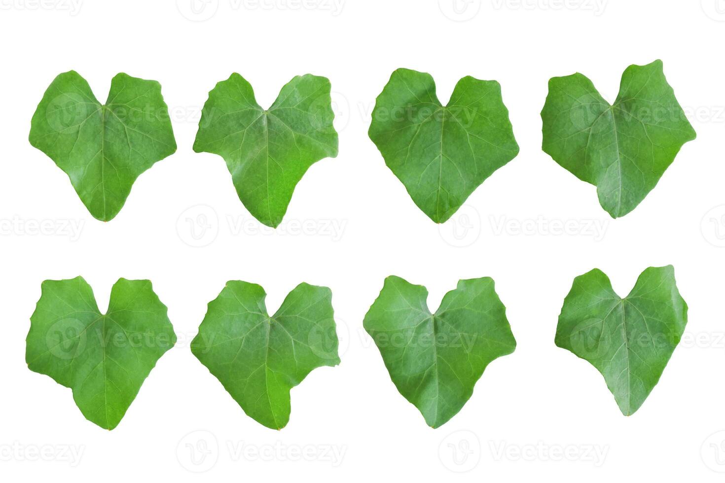 Set of leaf Ivy gourd isolated on white background. Object with clipping path. photo