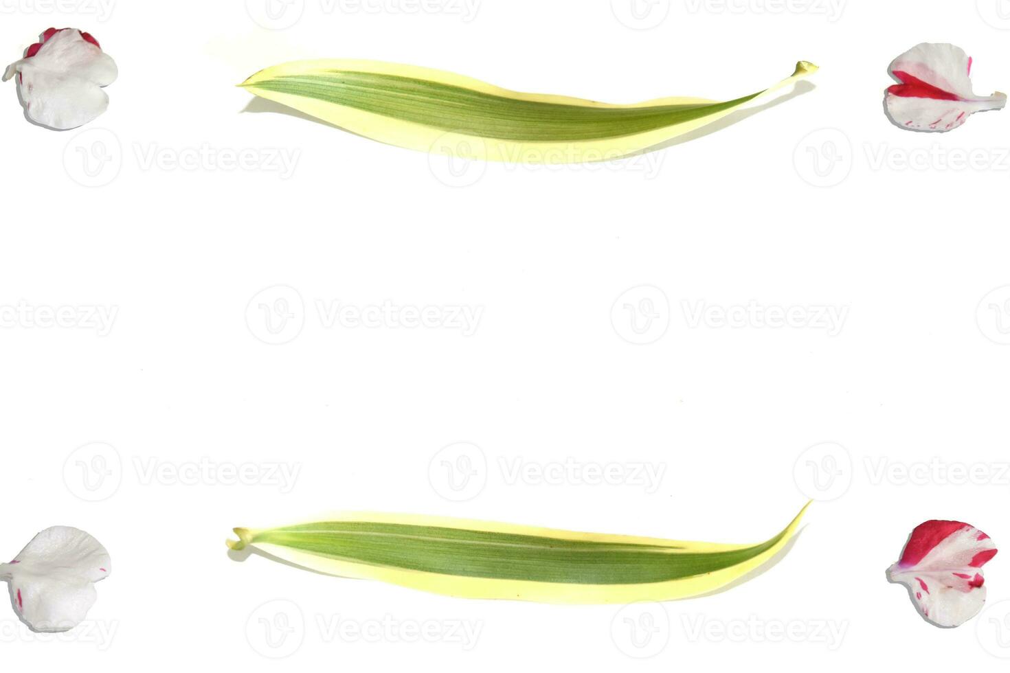 Flowers composition. Frame made of leaves and flower on white background. Top view, copy space photo