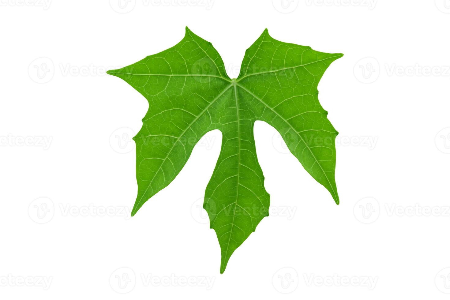 Green leaf isolated on white background. Object with clipping path. photo