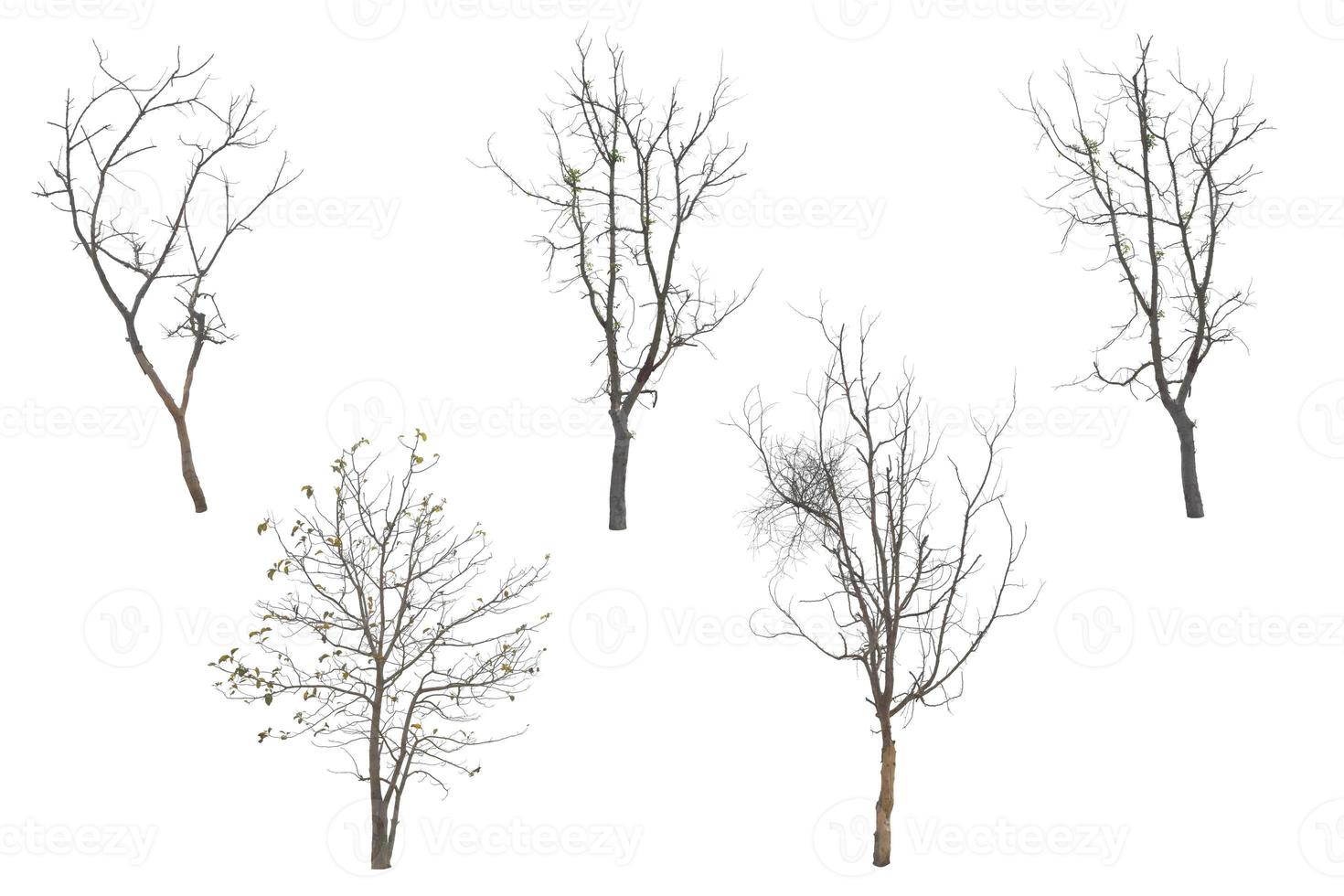 Collection trees without leaves isolated on white background. with clipping path. photo