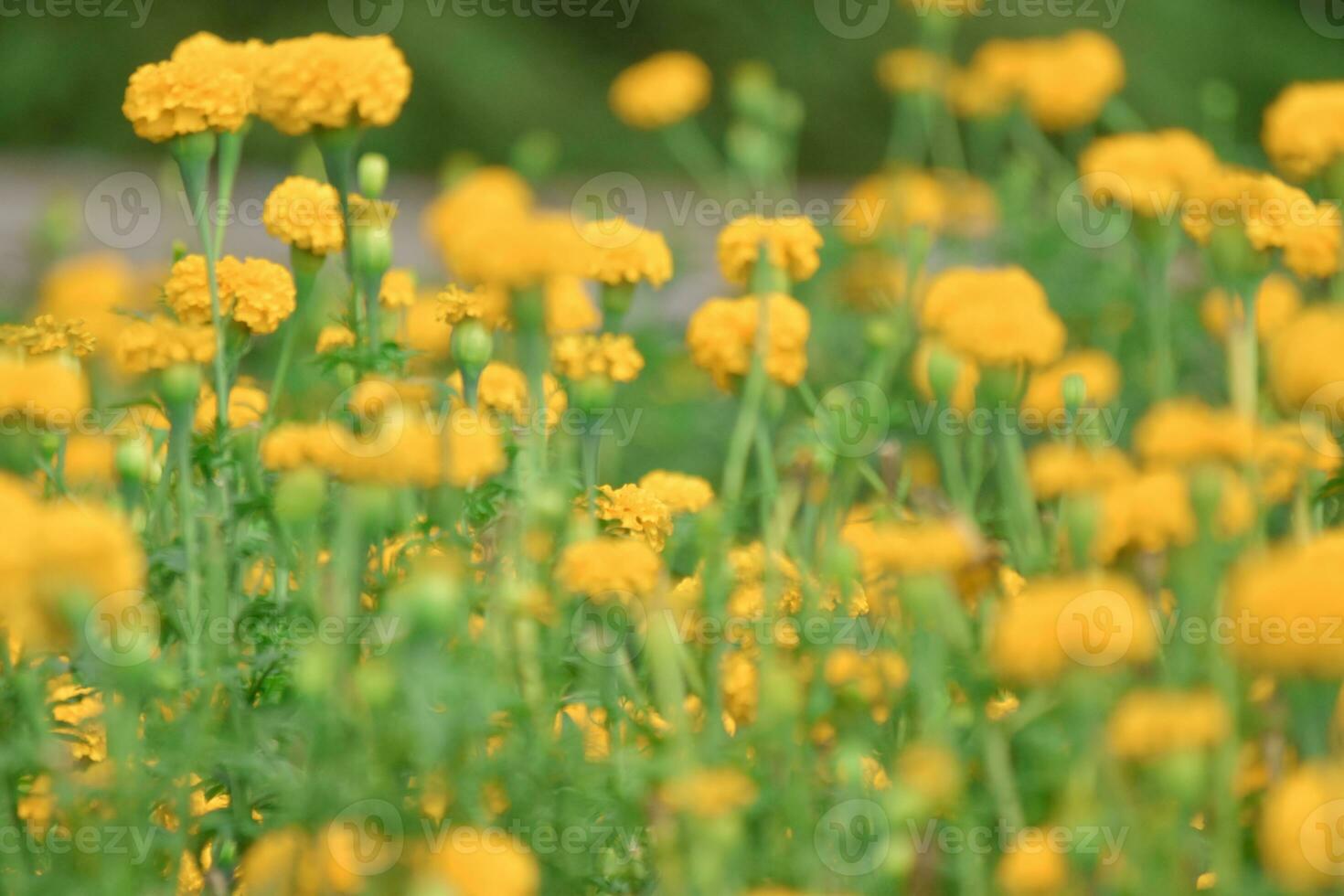 fondo abstracto de flores. desenfoque suave de flor amarilla con bokeh de luz foto