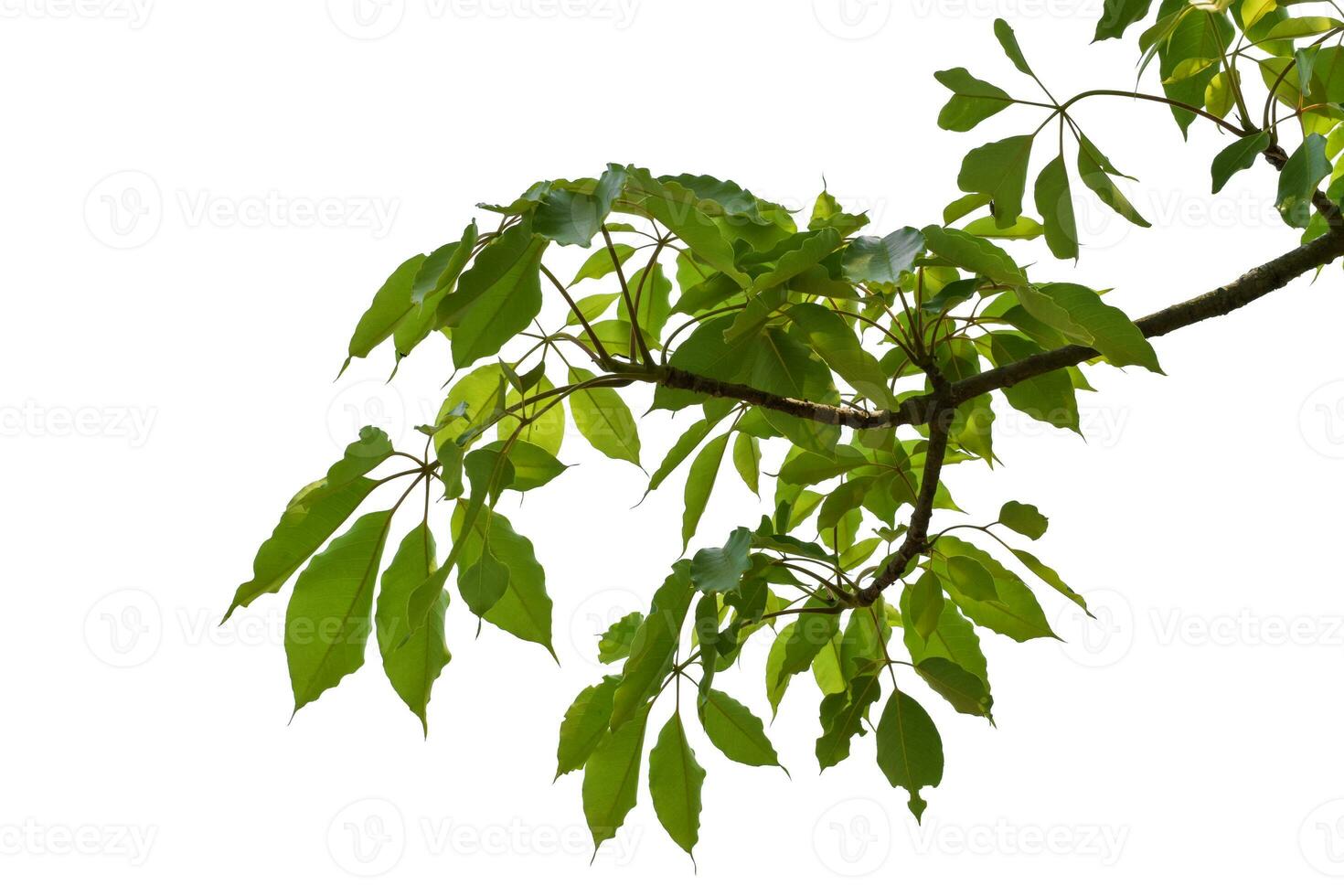 Green leaves on branch isolated on white background. with clipping path. photo