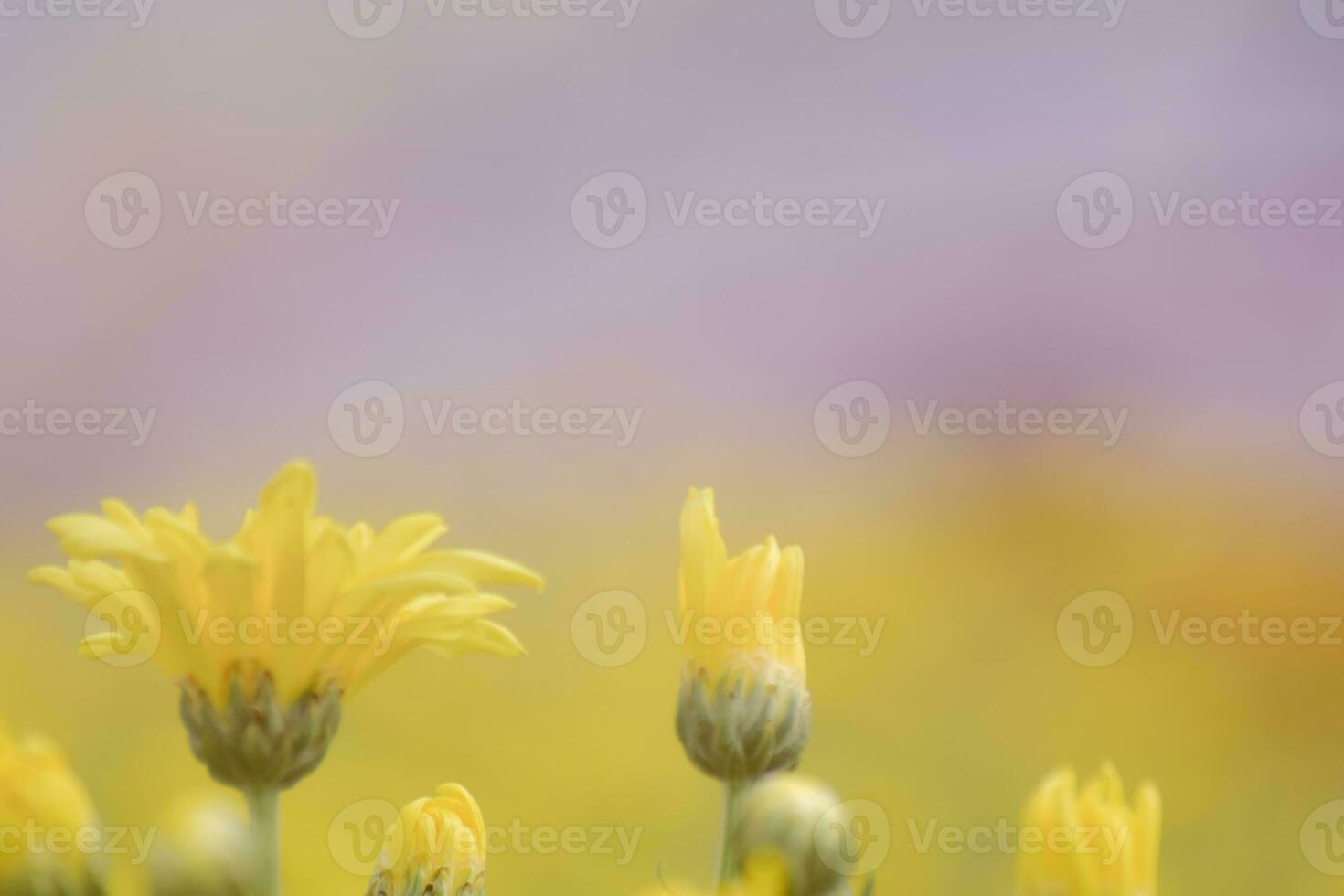 flor amarilla de crisantemo suave y borrosa con luz solar para el fondo. color pastel foto