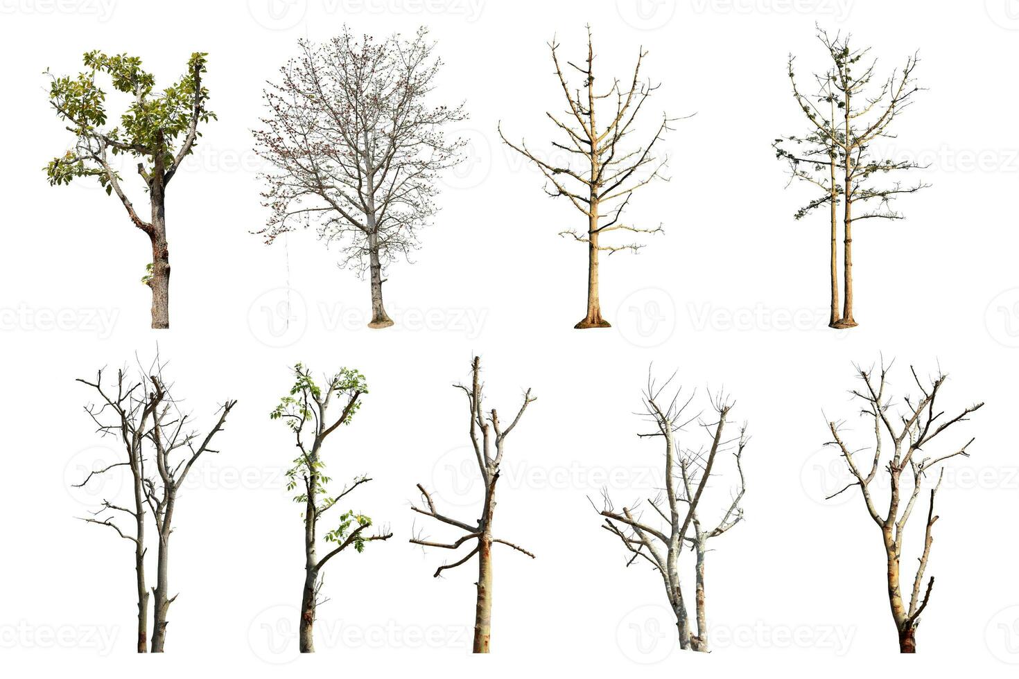 Collection trees without leaves isolated on white background. with clipping path. photo