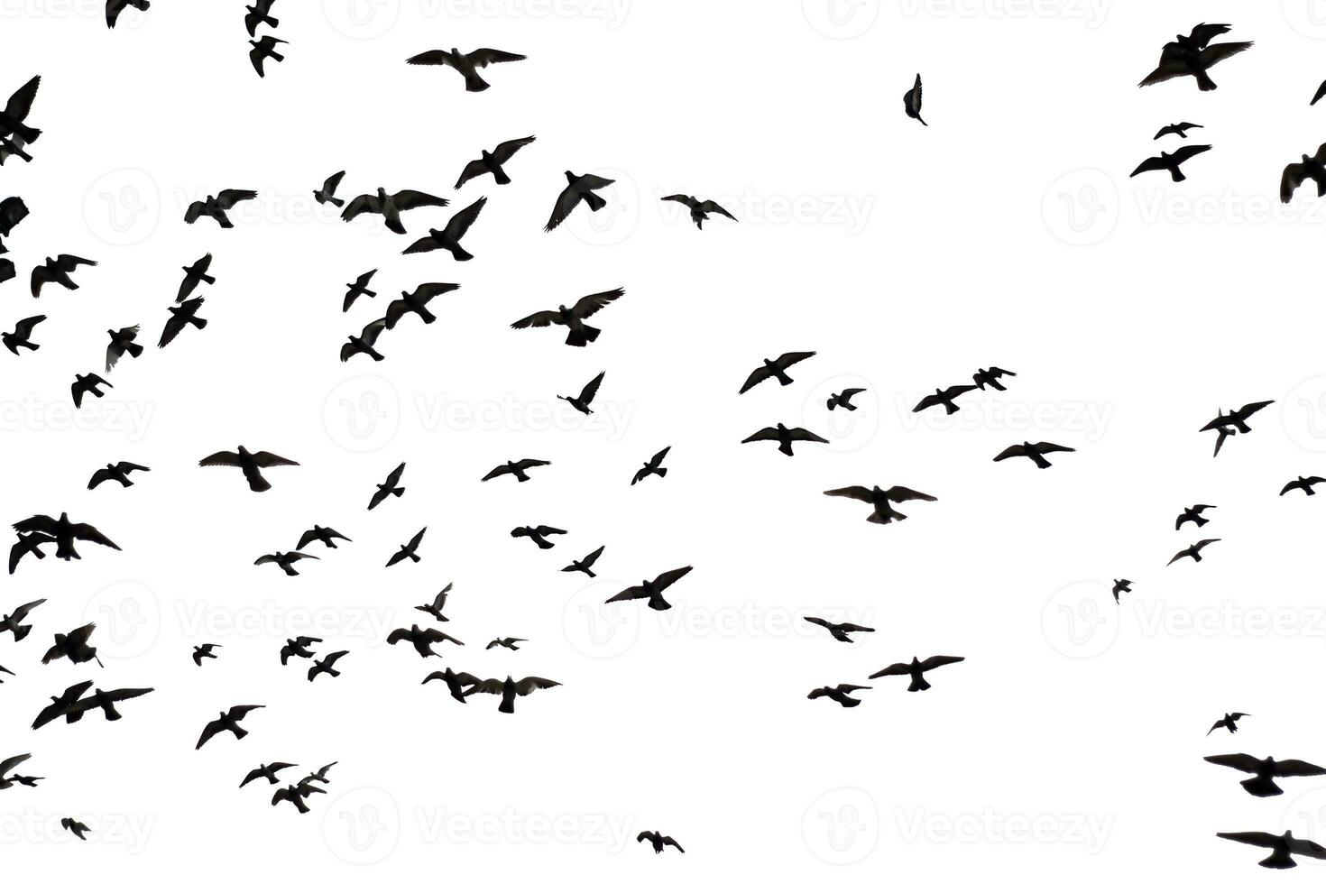 Silhouette flock of Pigeons flying over sky background. photo