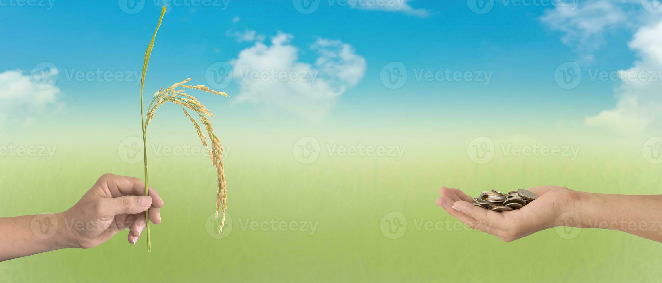 World food day. Two human hands holding Ears of rice and Coins on blurred of blue sky background. Exchange concept. photo