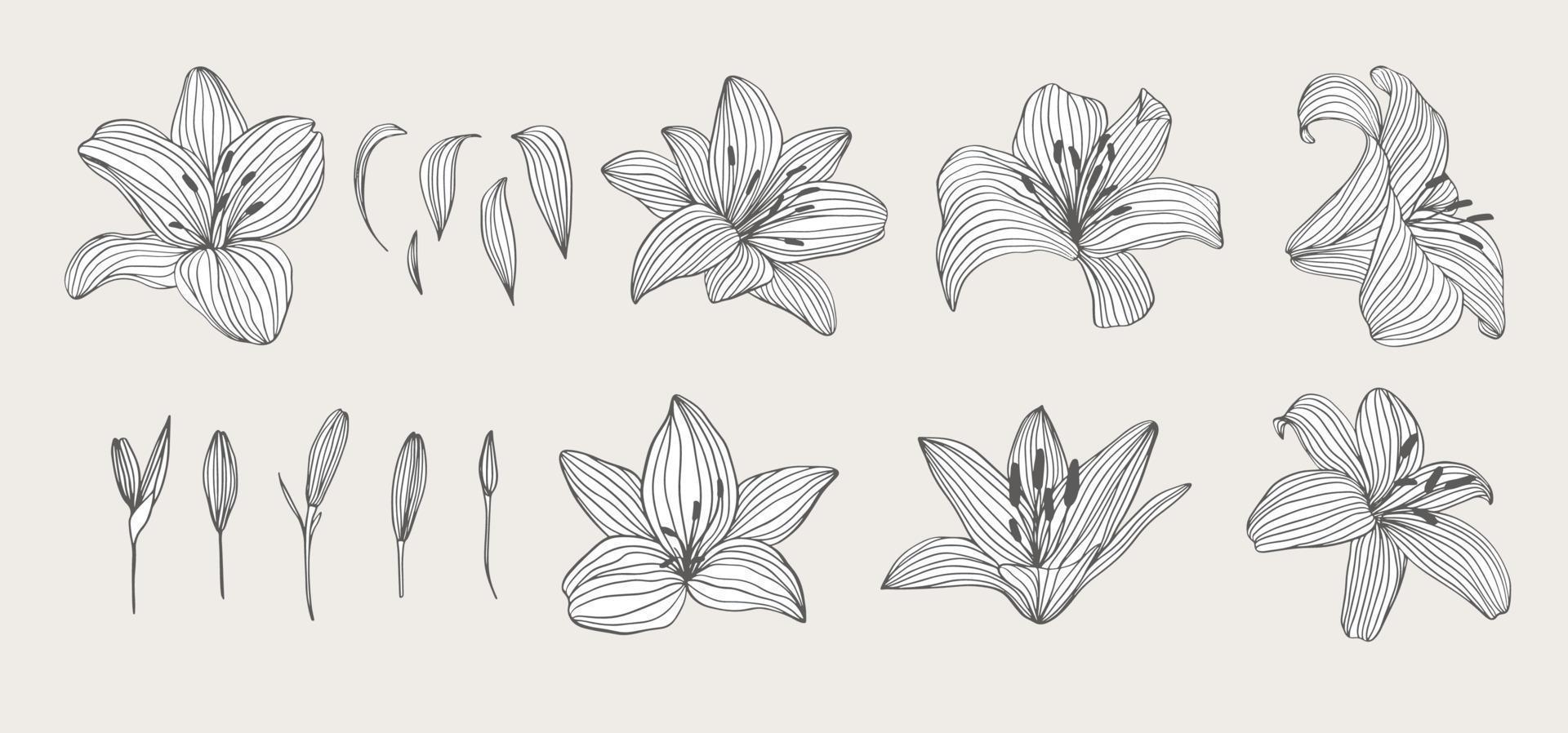 Set of hand drawn flowers. Lily for wedding invitation, greeting card, package, T shirt, label and other. vector