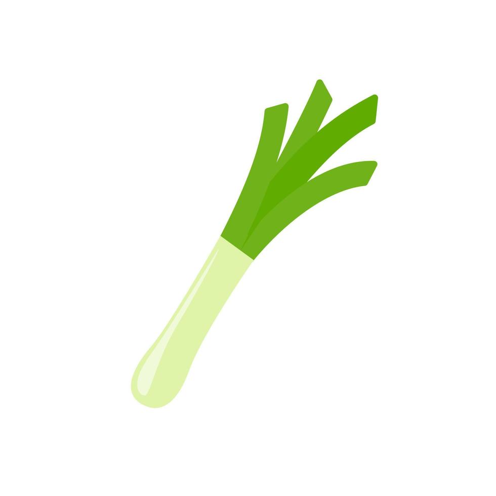 Spring onions. ingredients for cooking vector