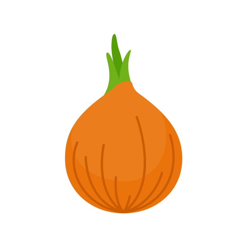 Onion vector. raw materials for cooking vector