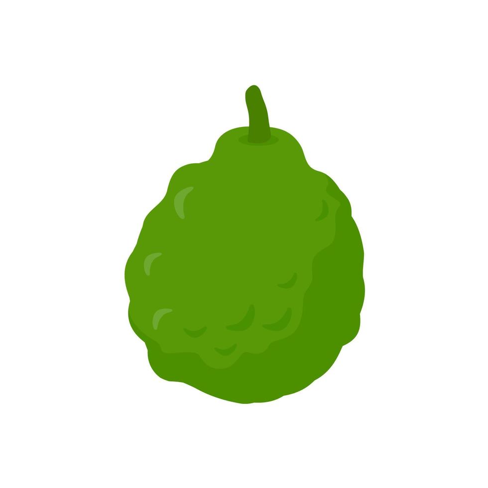 Kaffir lime leaves. Herbs for health. for cooking vector