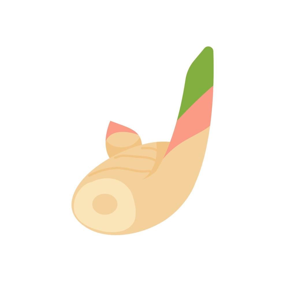 Galangal. Herbs to nourish the body for cooking. vector