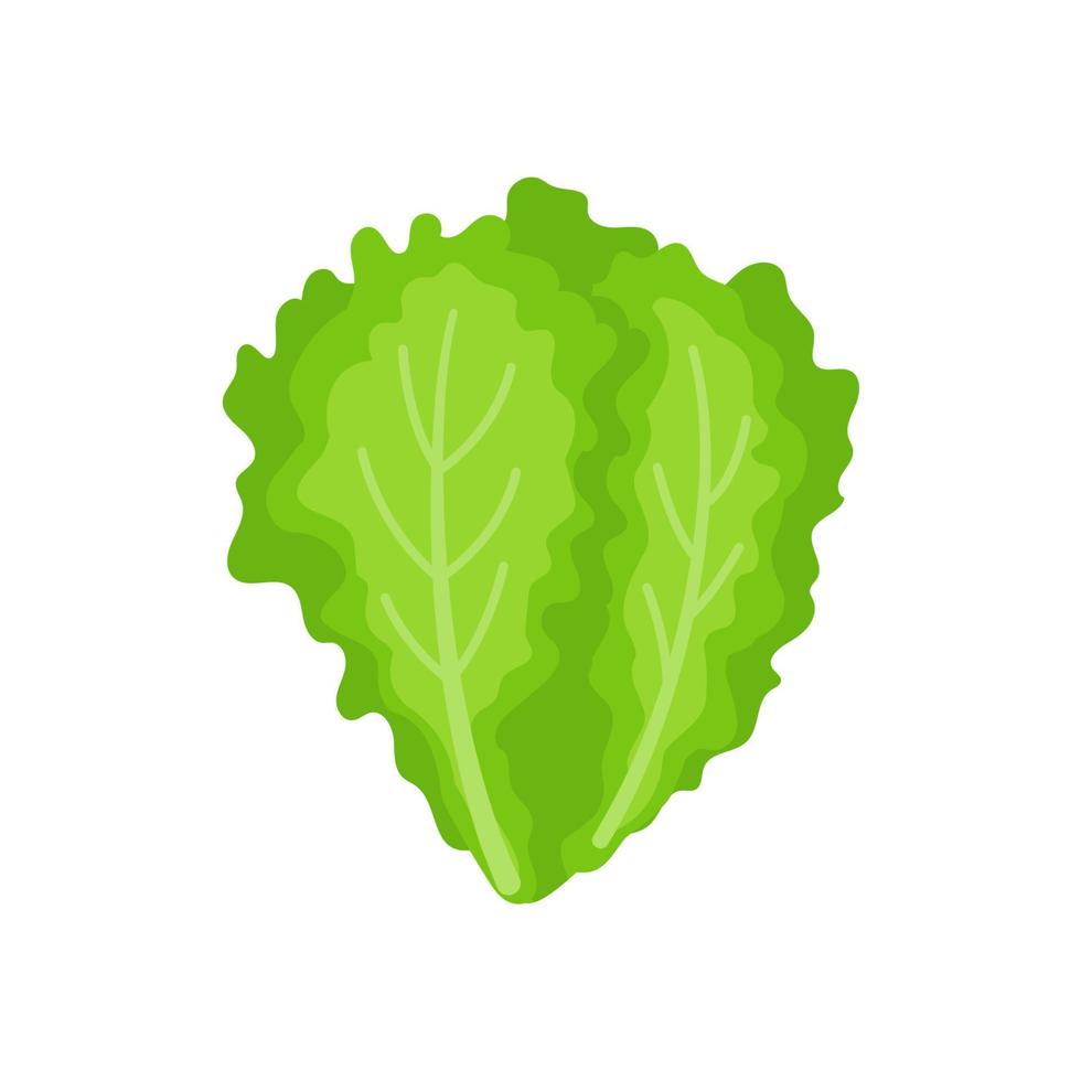 lechuga. vegetales de hojas verdes para una ensalada saludable. vector