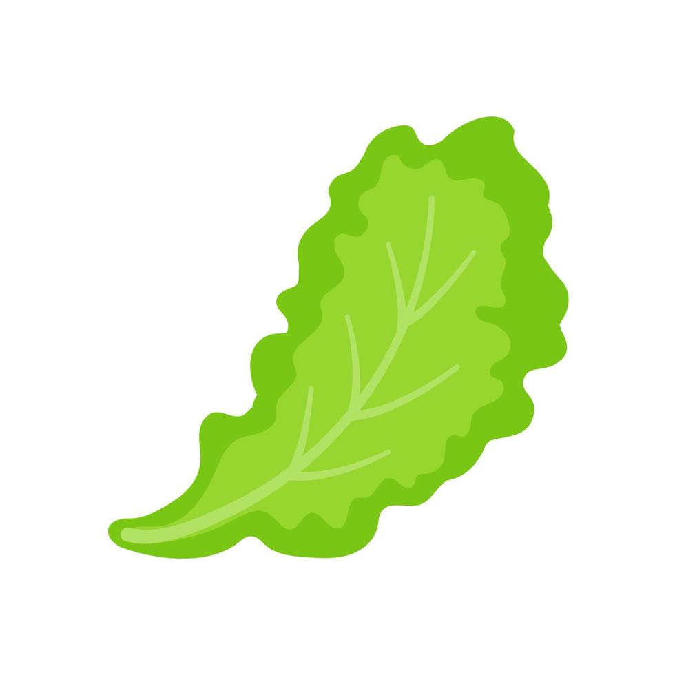 Lettuce. Green leafy vegetables for a healthy salad. vector