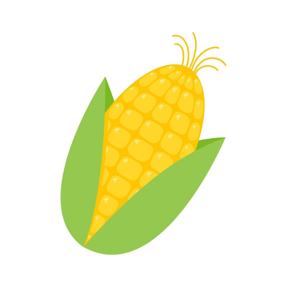 Green husks of yellow corn are used as a food ingredient. vector