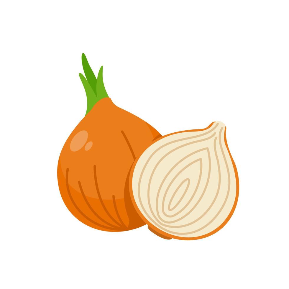 Onion vector. raw materials for cooking vector
