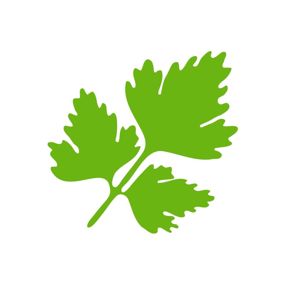 Coriander. Green leafy vegetables for healthy cooking. vector