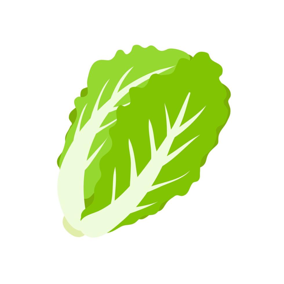 lechuga. vegetales de hojas verdes para una ensalada saludable. vector