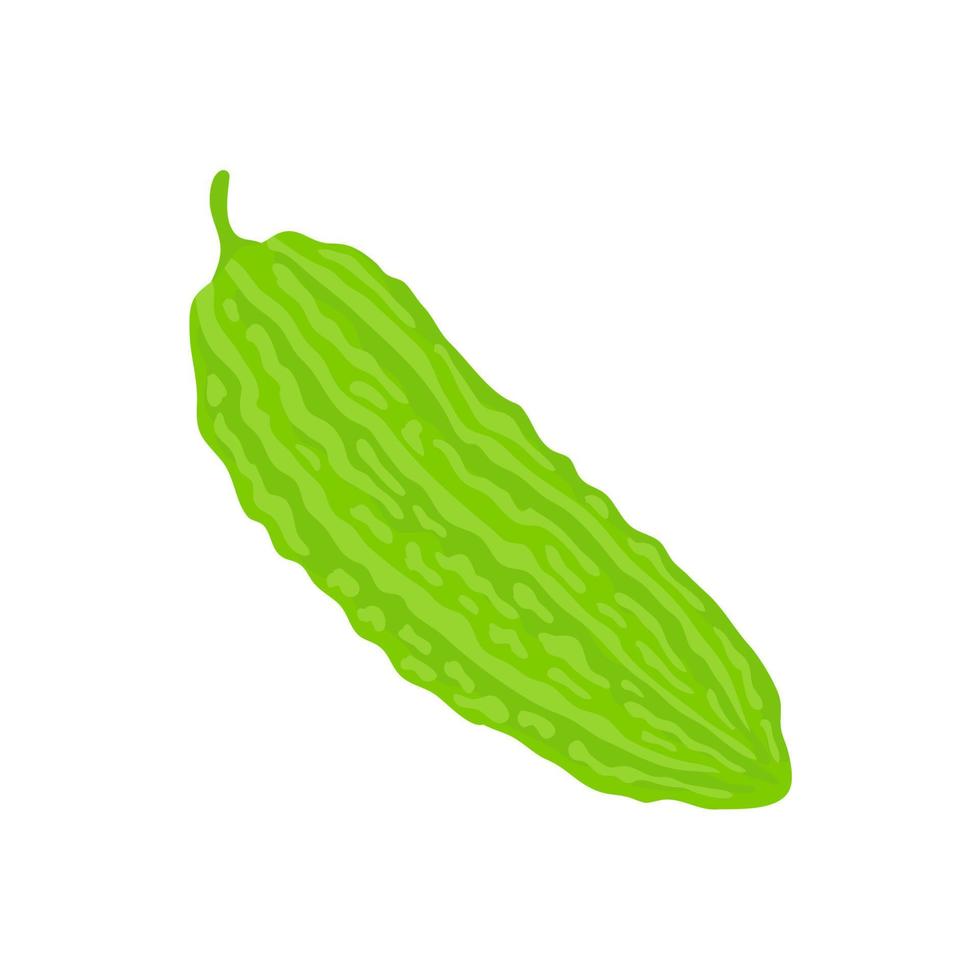 Bitter gourd gives a bitter taste in cooking. vector