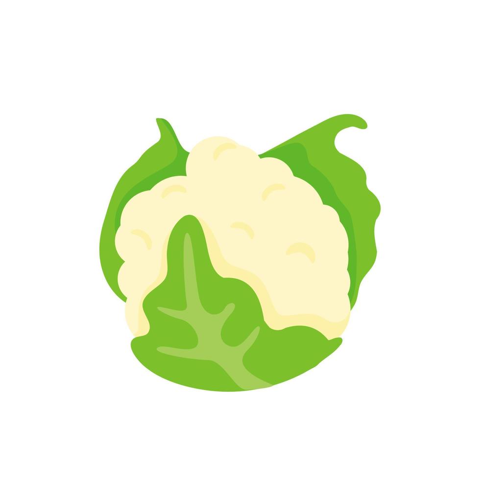 Cauliflower vector. Vegetables for healthy cooking vector