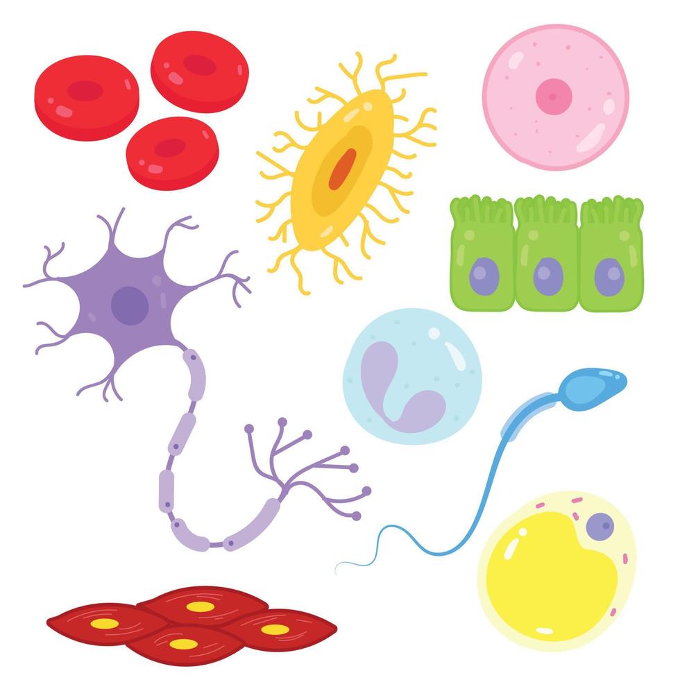 Tipos de células en el cuerpo humano. vector