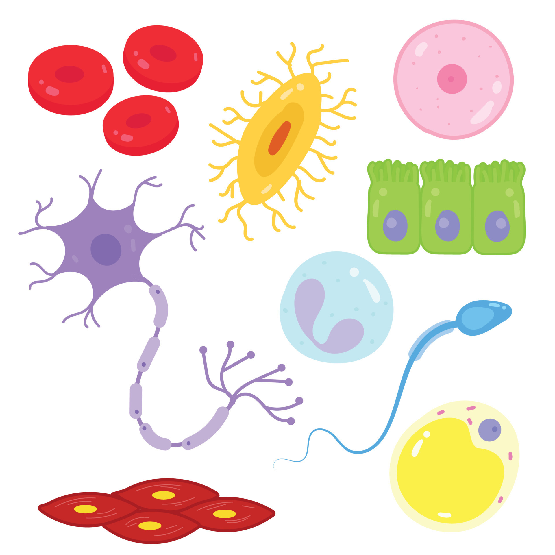 Tipos De Células En El Cuerpo Humano 7630656 Vector En Vecteezy