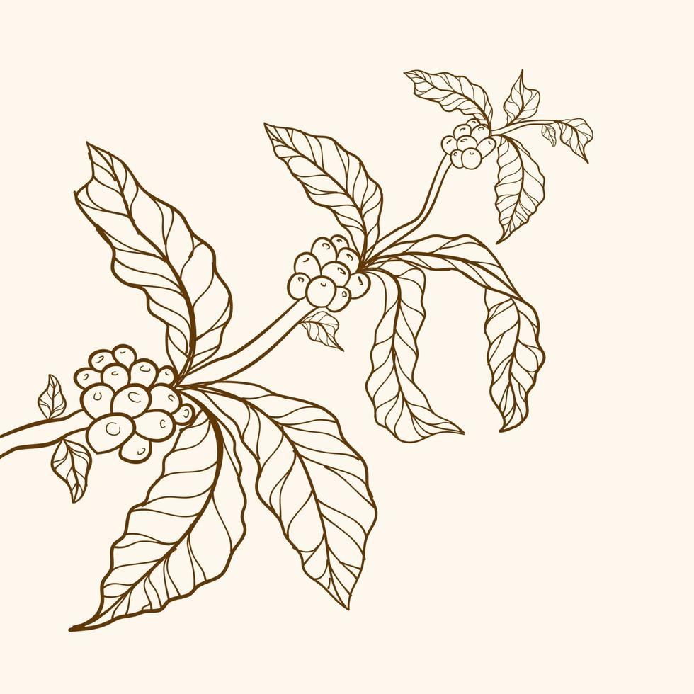 branch of coffee, branch with leaves, Coffee plant, leaves, bean, grain, branch, natural coffee leaves and beans, coffee tree illustration, branch of coffee vector