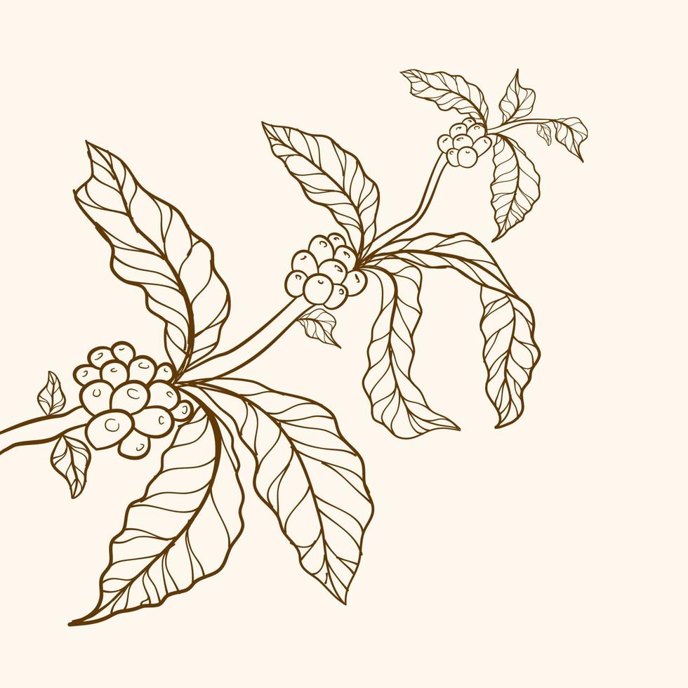 branch of coffee, branch with leaves, Coffee plant, leaves, bean, grain, branch, natural coffee leaves and beans, coffee tree illustration, branch of coffee vector