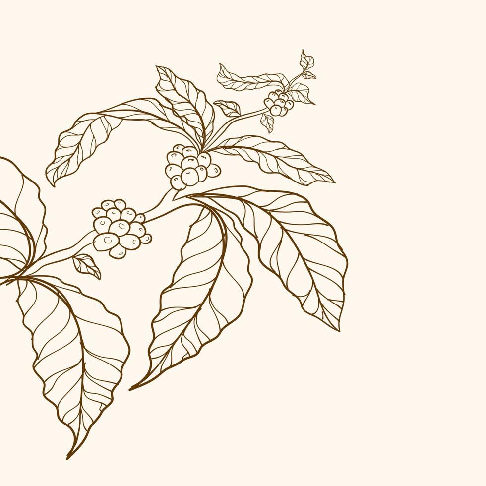 rama de café, rama con hojas, borde de naturaleza vectorial, planta de café, hojas, frijol, grano, rama, hojas y frijoles de café natural, ilustración de árbol de café vector