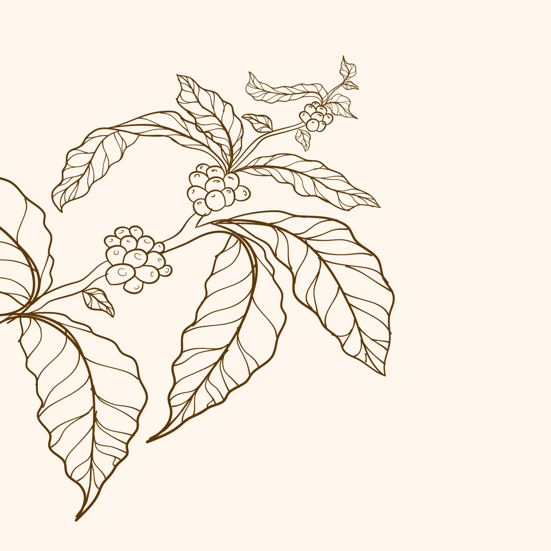 branch of coffee, branch with leaves, Vector nature border, Coffee