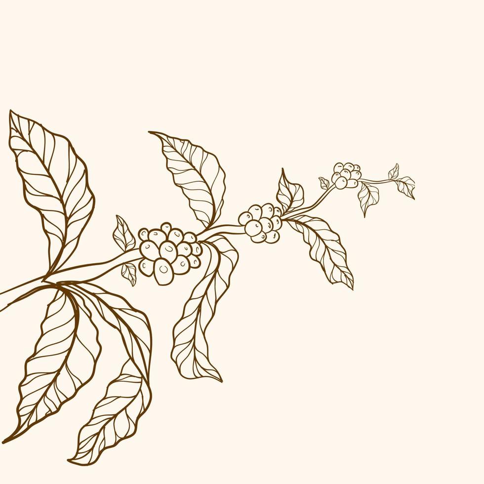 ramas de cafeto con hojas y frijoles. árbol de café dibujado a mano con rama. hoja y frijoles. rama de café dibujada a mano. vector