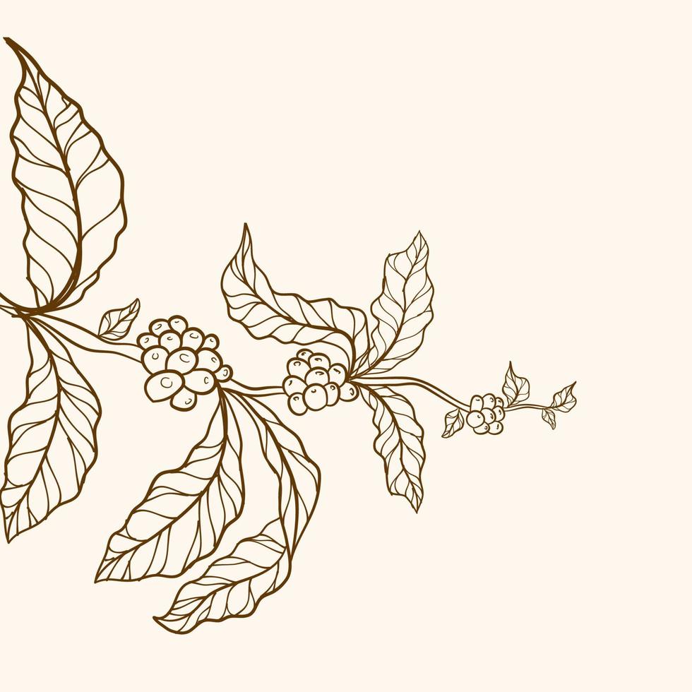 branch with leaves, Vector nature border, Coffee plant, leaves, bean, grain, branch, natural coffee leaves and beans, coffee tree illustration, vintage coffee