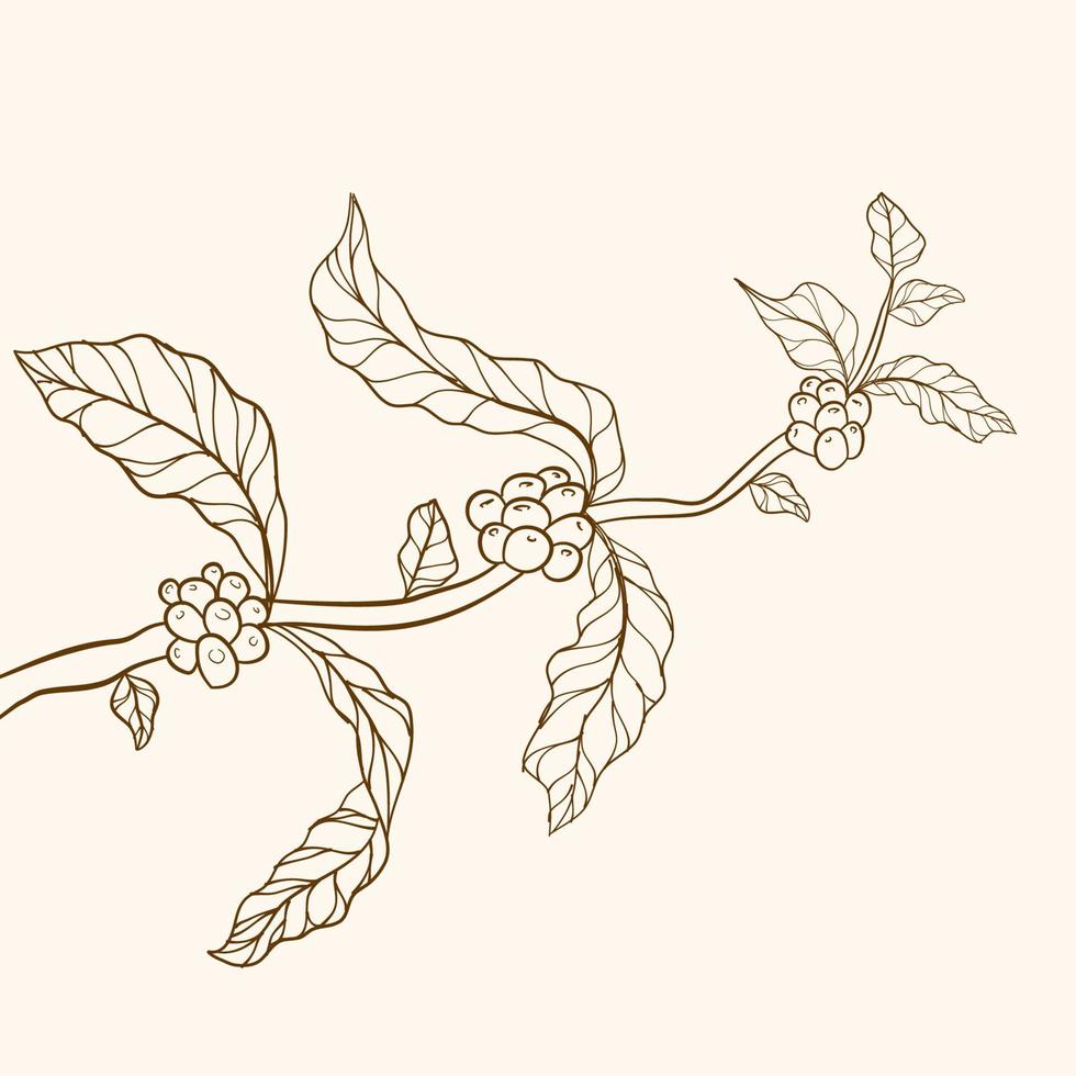 ilustración del árbol de café. grano de café grabado y planta. vector de árbol de café. ilustración de árbol de café para embalaje.