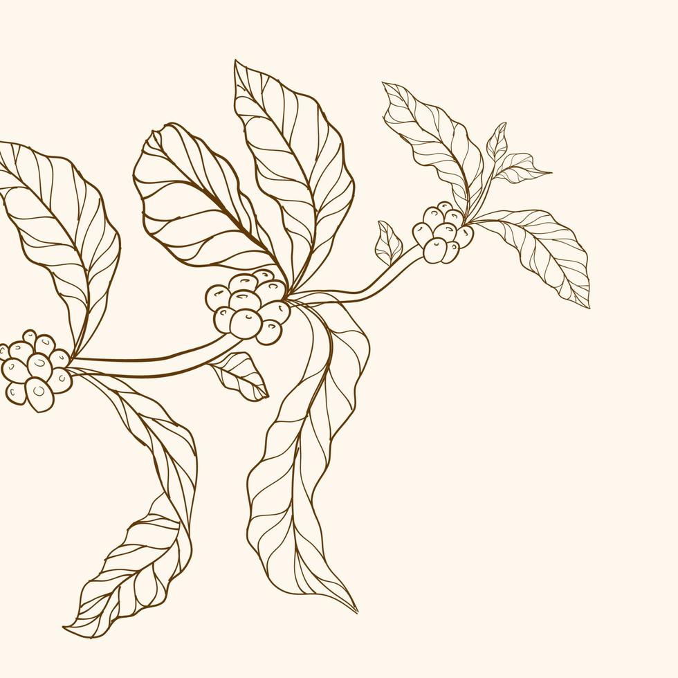 rama de café dibujada a mano. grano de café grabado y planta. vector de árbol de café. ilustración del árbol de café. frijol y árbol.