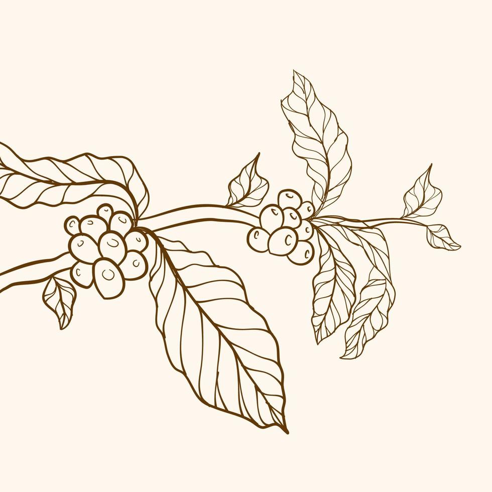 tree illustration. Hand drawn coffee branch. Engraved coffee bean and plant. Coffee tree vector