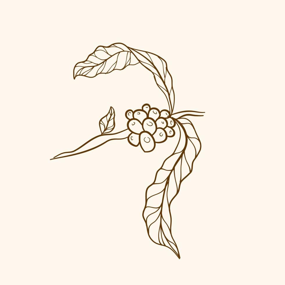 rama de planta de café con hoja. rama de café dibujada a mano. ramas vintage dibujadas a mano con hojas y ramas. grano de café grabado y planta. vector