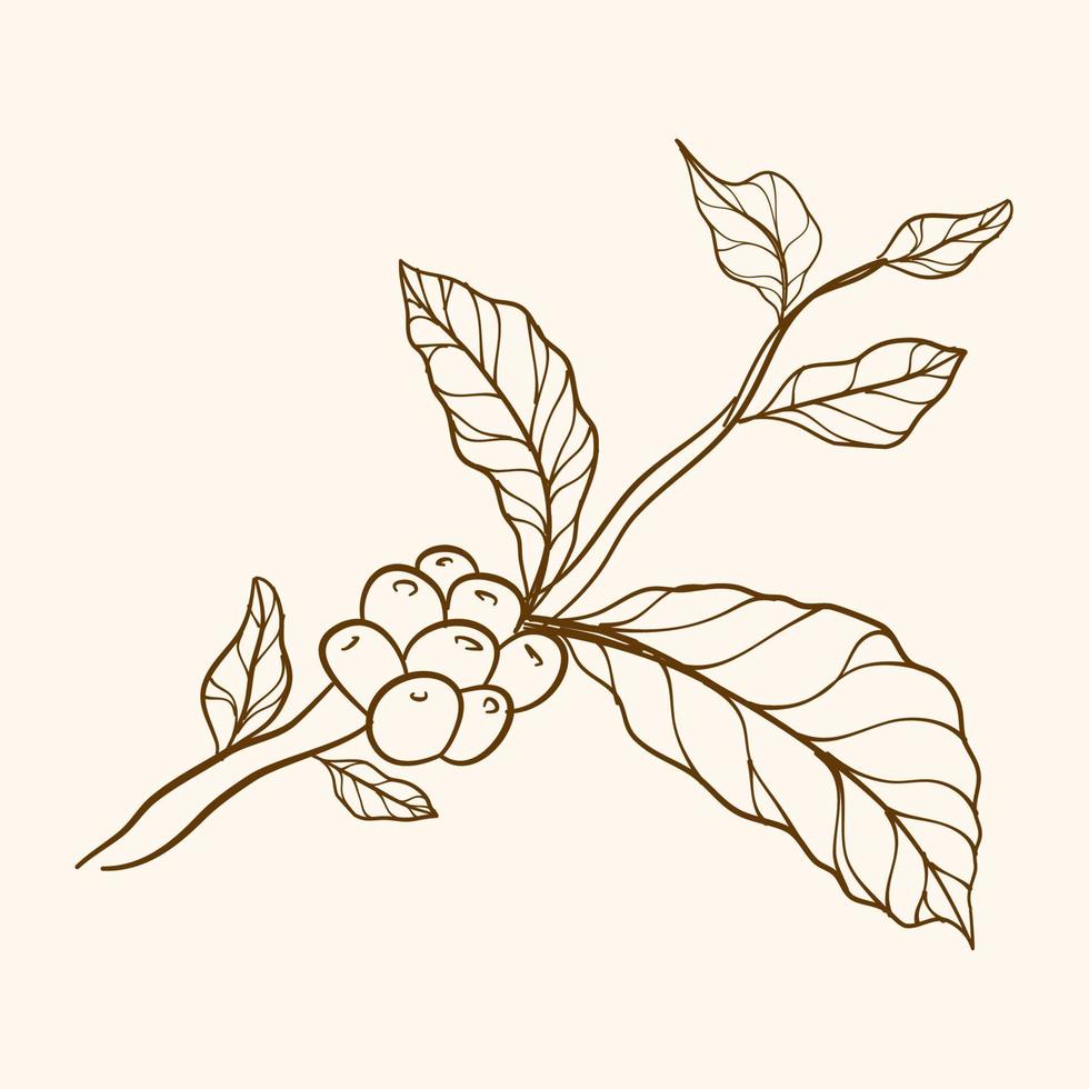 grano de café grabado y planta. ramas vintage dibujadas a mano con hojas y ramas. rama de planta de café con hoja. rama de café dibujada a mano. vector