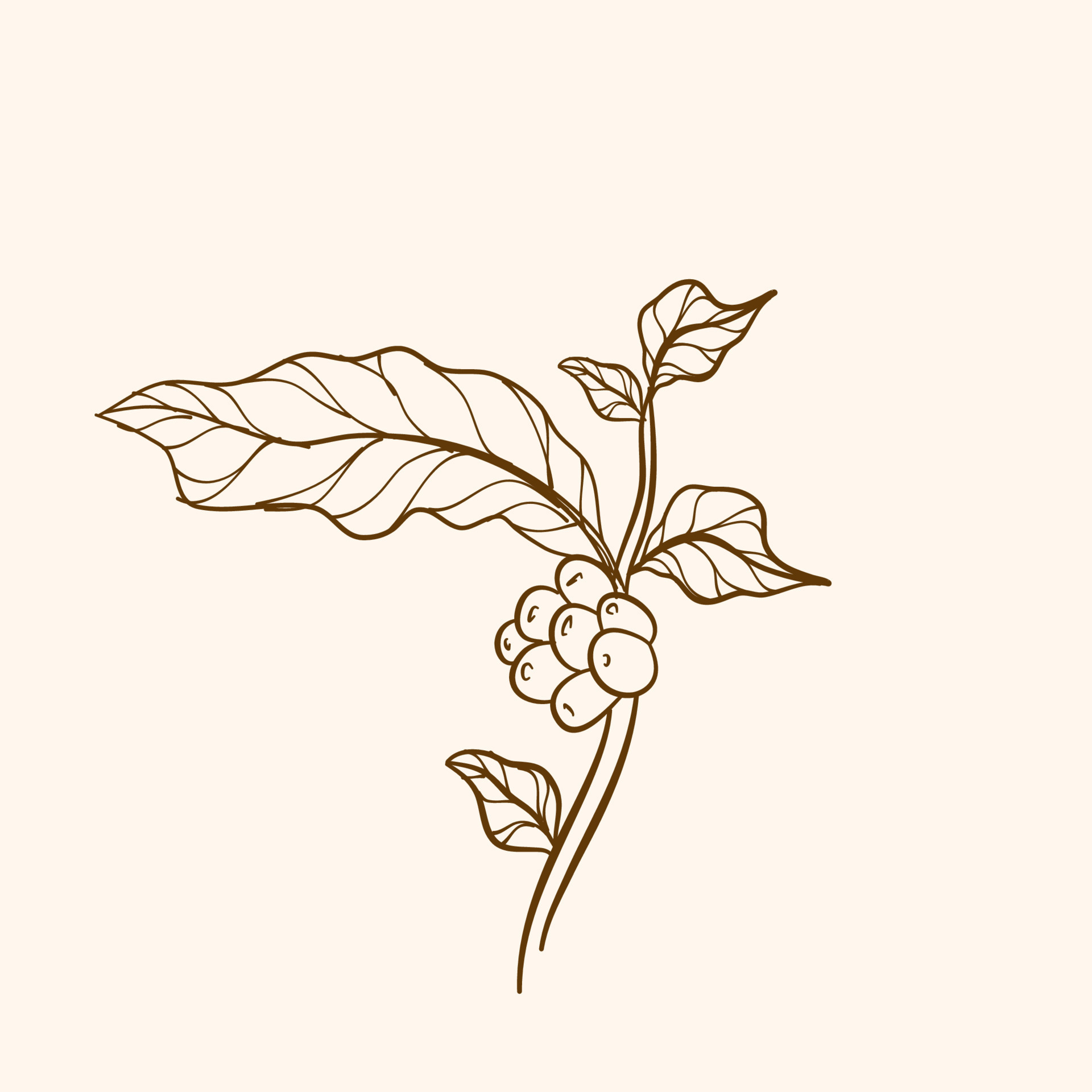 Coffee Plant Vector Art, Icons, and Graphics for Free Download