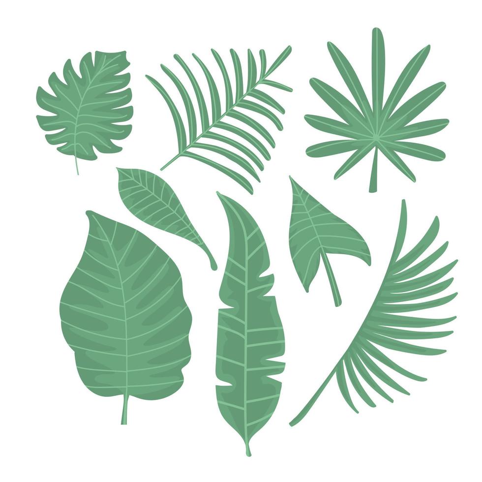 Set of tropical leaves vector illustration. Summer decoration flat style. Exotic green leaves. Botanical design. Isolated on white background.