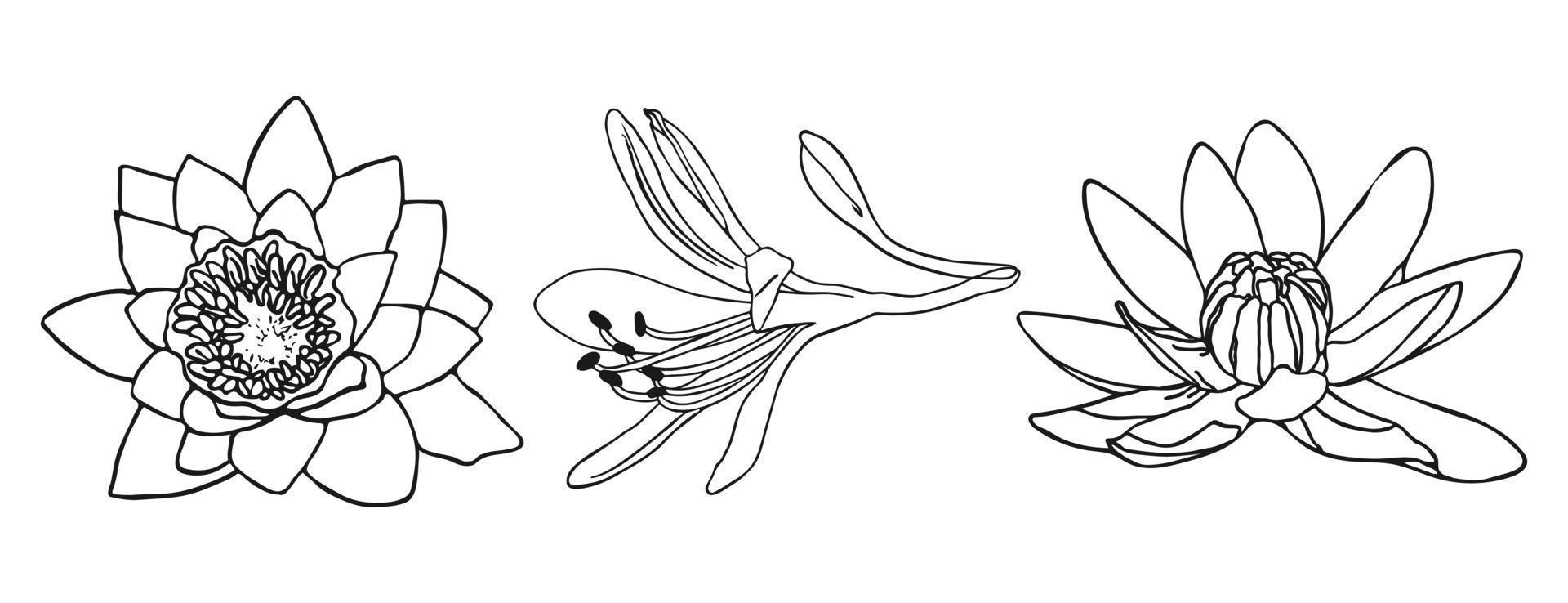 Lily flower minimal botanical drawing. Vector set of floral elements for design. Doodle set element. Illustration vector graphic.