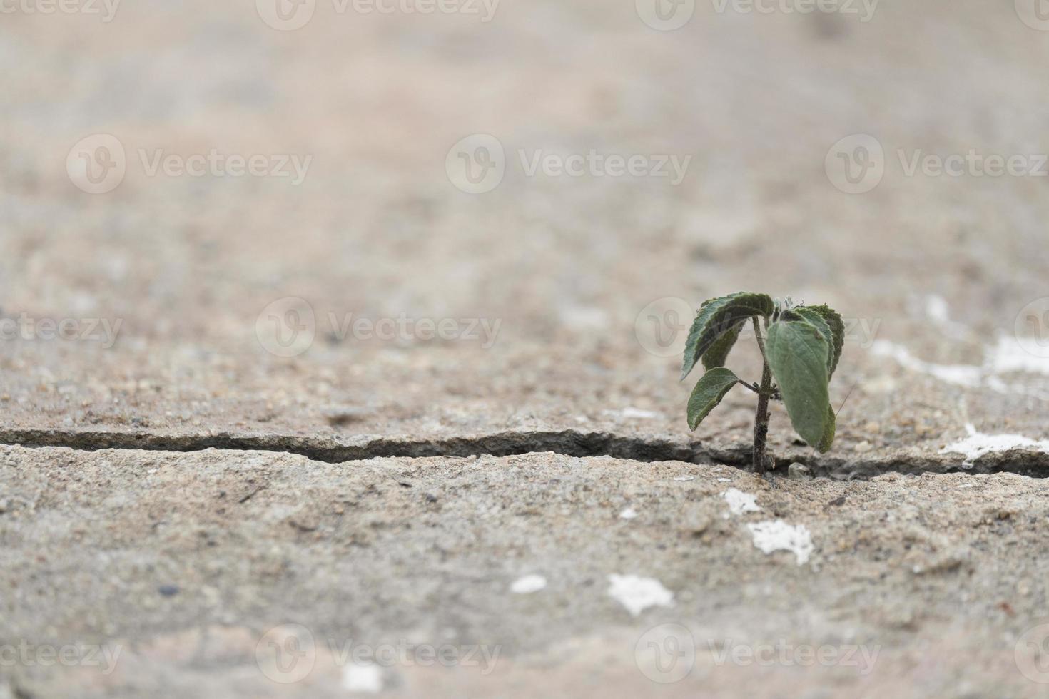 Plant tree inserts itself up from the cracks of the concrete floor with copy space photo