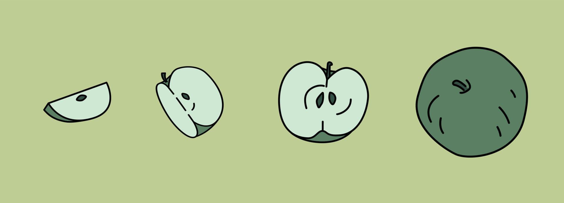Pieces of apple on green background. Graphic elements outline. Different parts of fruit. Vector illustration
