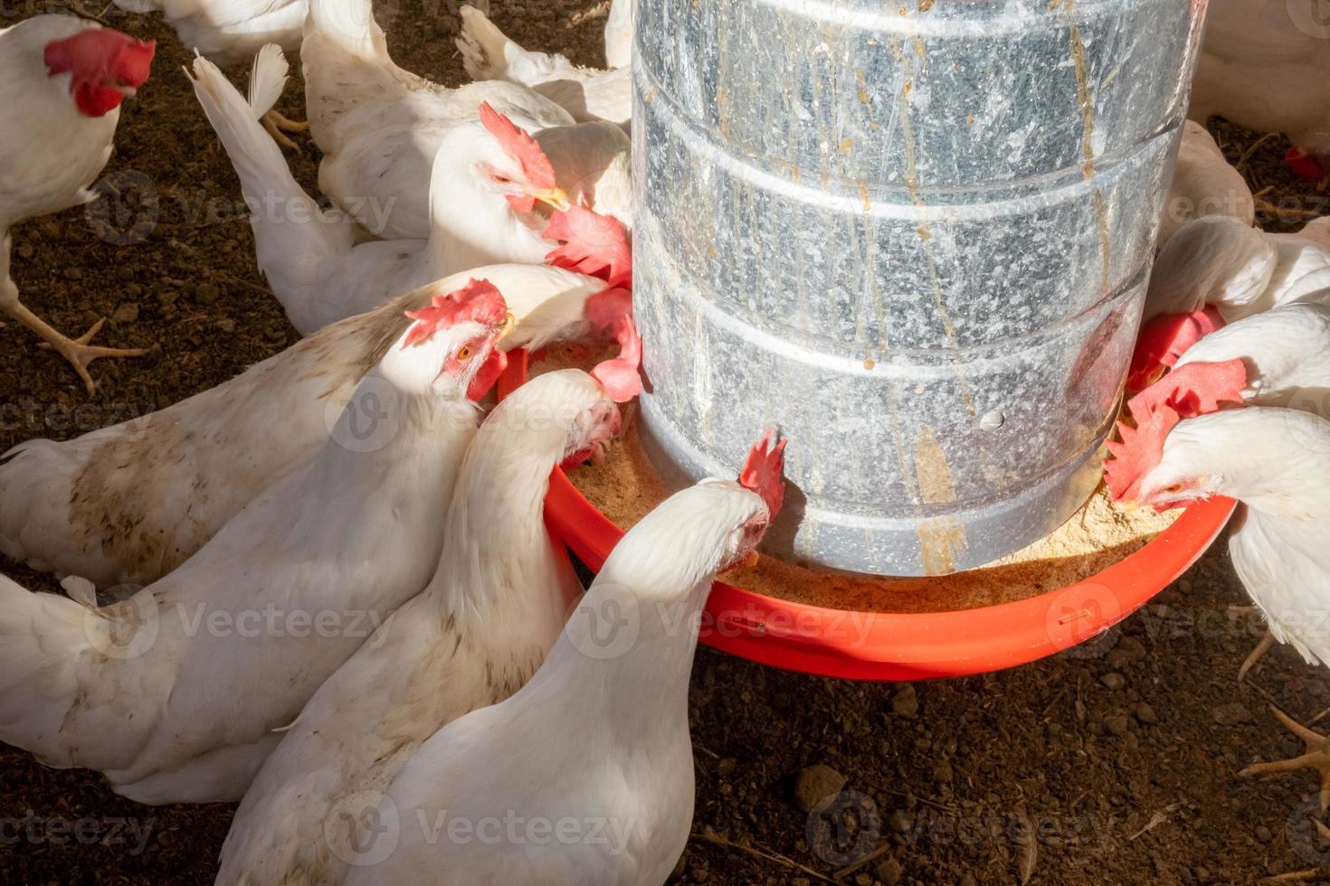 Group of chickens eating photo