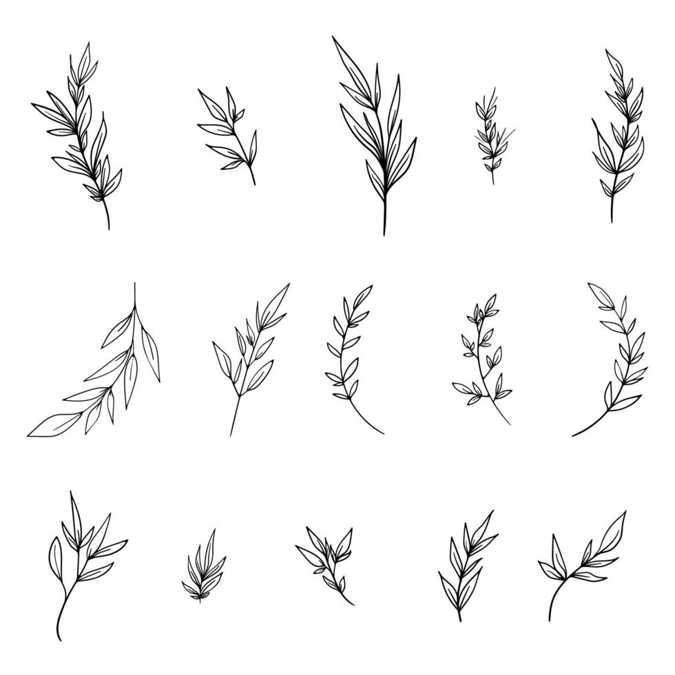 Leaves linear, brunches, botanical set. Leaf decor. Outline hand drawn nature elements. Vector illustration.