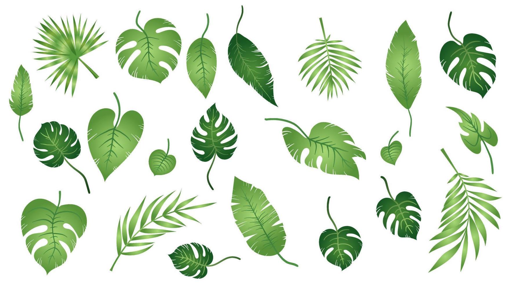 conjunto de hojas exóticas tropicales de diferentes tipos. plantas de la selva hojas de hibisco, monstera y hojas de palma. ilustración vectorial botánica realista aislada en fondo blanco vector