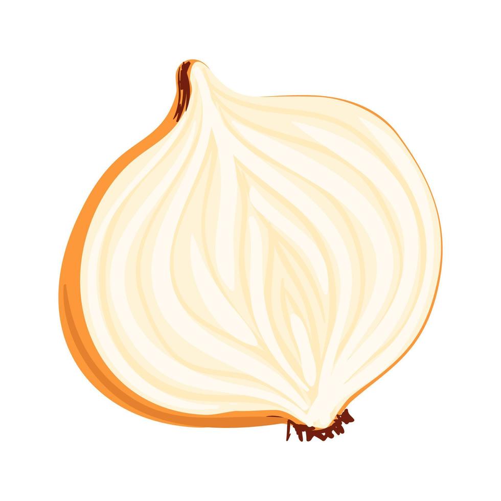 Vector ilustración colorida de media cebolla aislado sobre fondo blanco.
