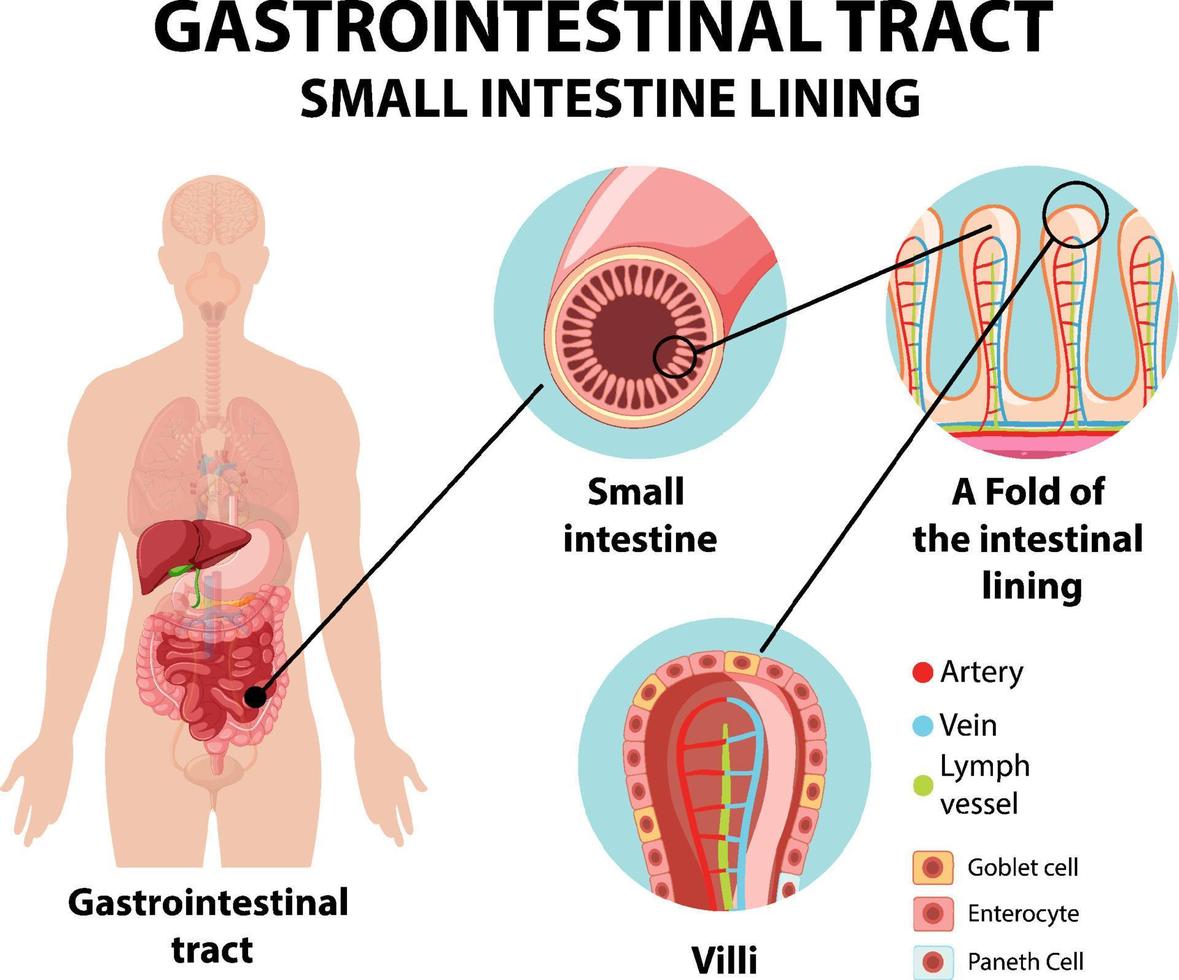 diagrama que muestra el tracto gastrointestinal vector