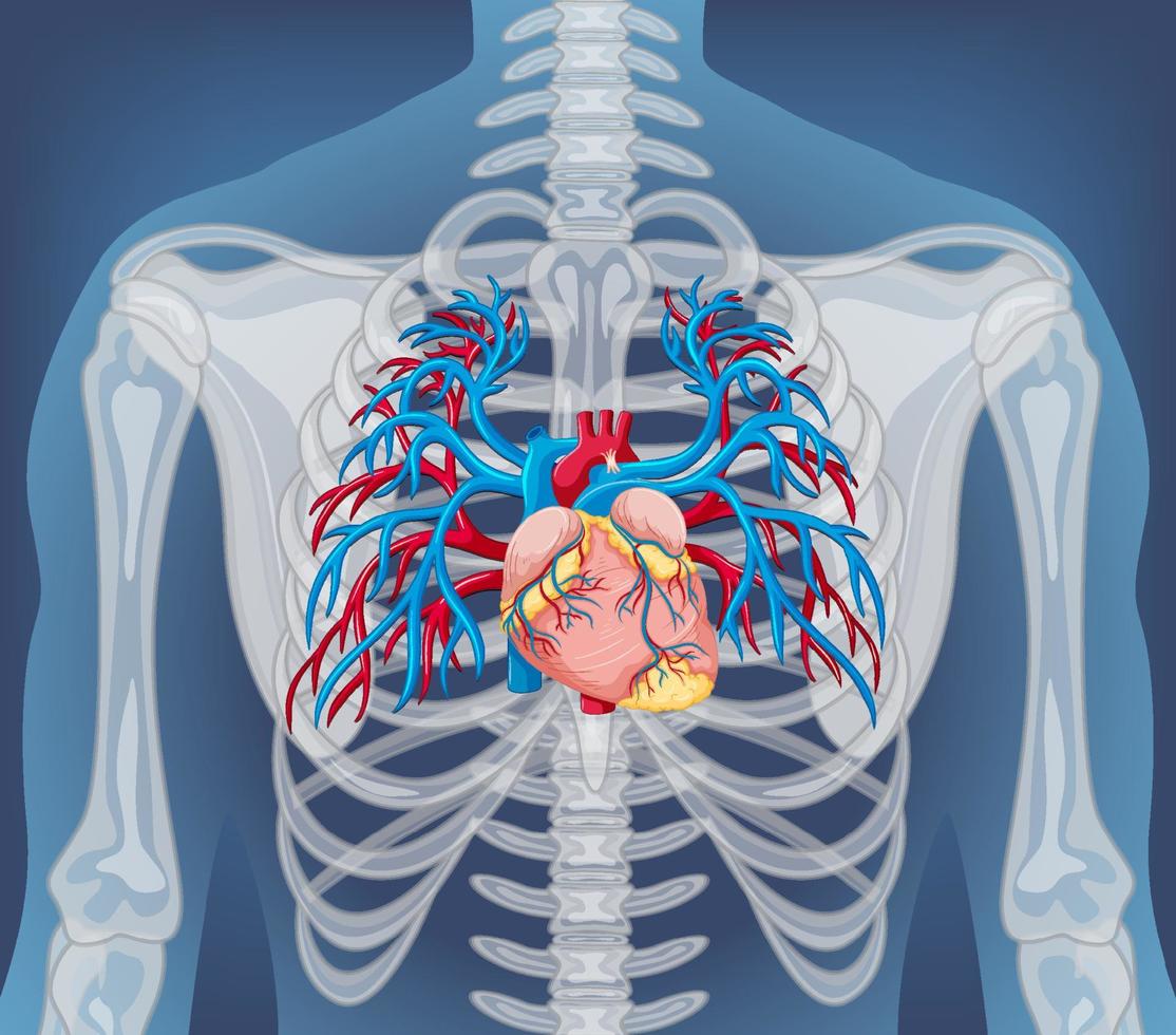 radiografía, de, cuerpo humano, con, órganos internos vector